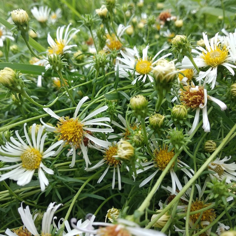 Symphyotrichum trilineatum photo 5