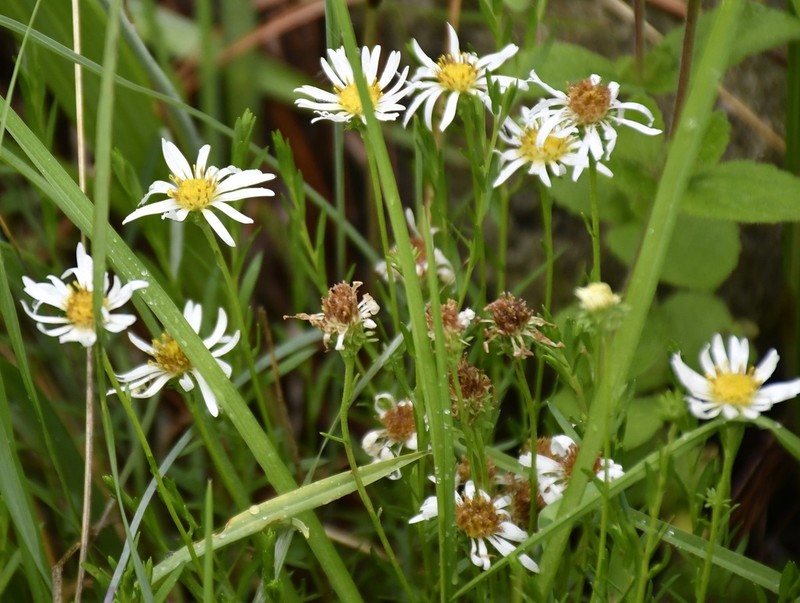 Symphyotrichum trilineatum photo 6