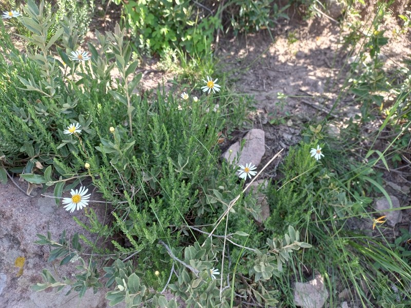 Symphyotrichum trilineatum photo 7