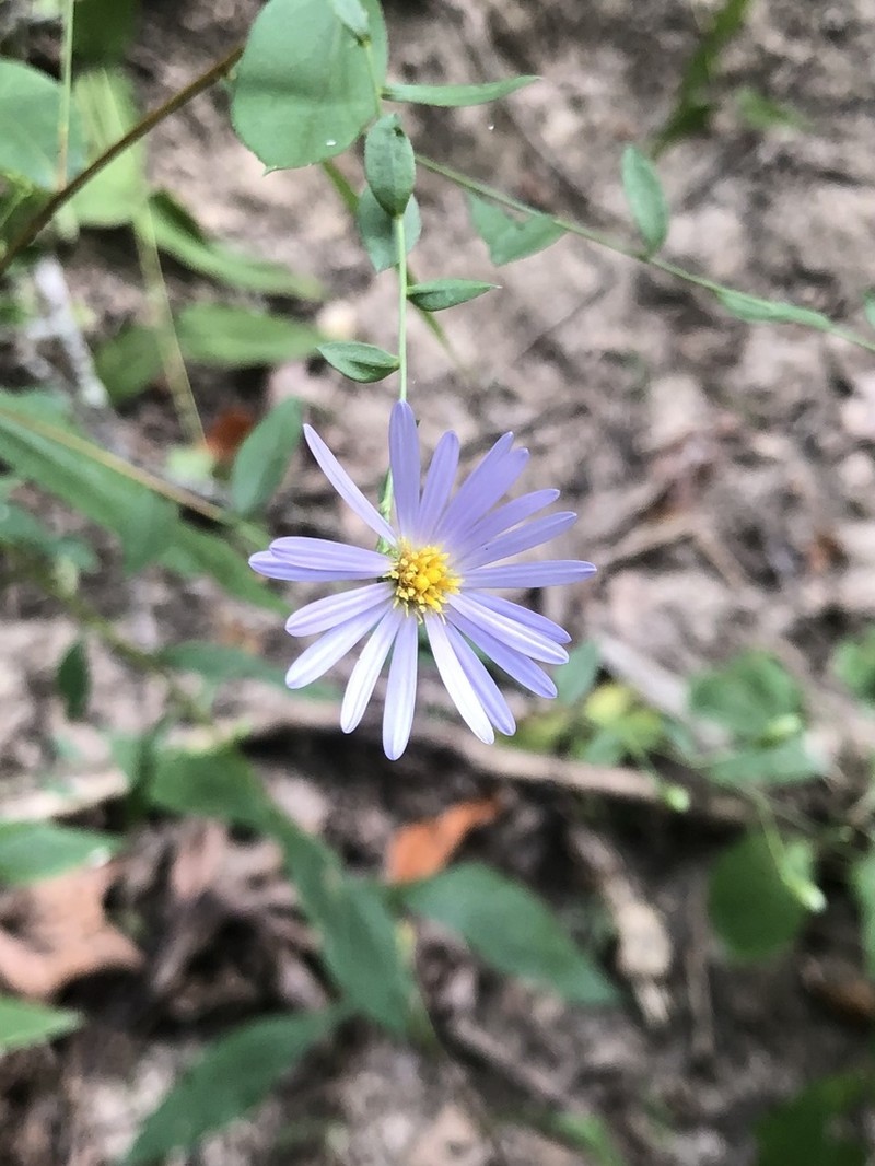 Smooth Violet Prairie Aster photo 6