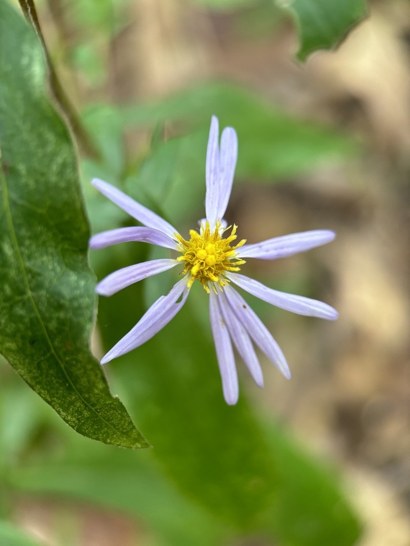 Smooth Violet Prairie Aster photo 7