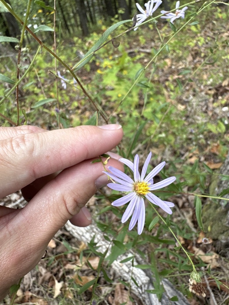 Smooth Violet Prairie Aster photo 8