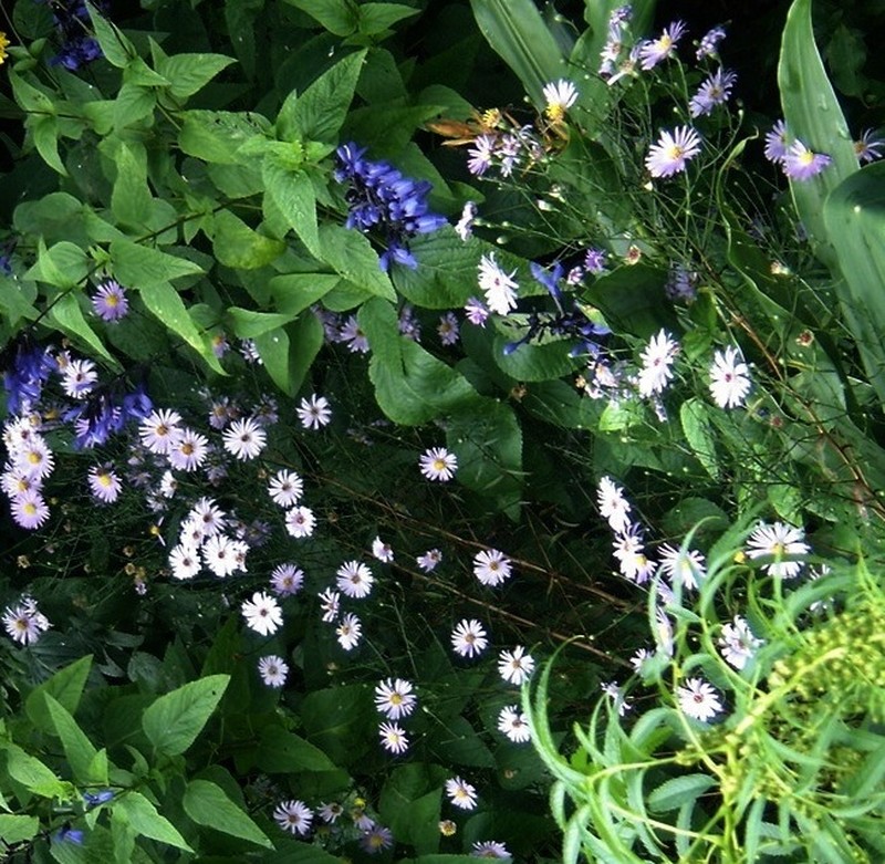 Smooth Violet Prairie Aster photo 2