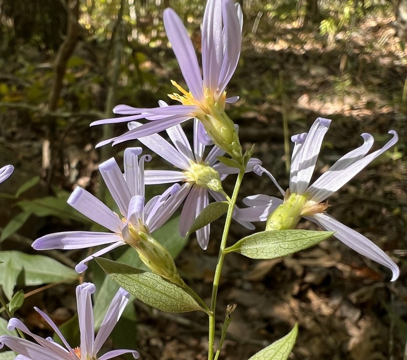 Smooth Violet Prairie Aster photo 2