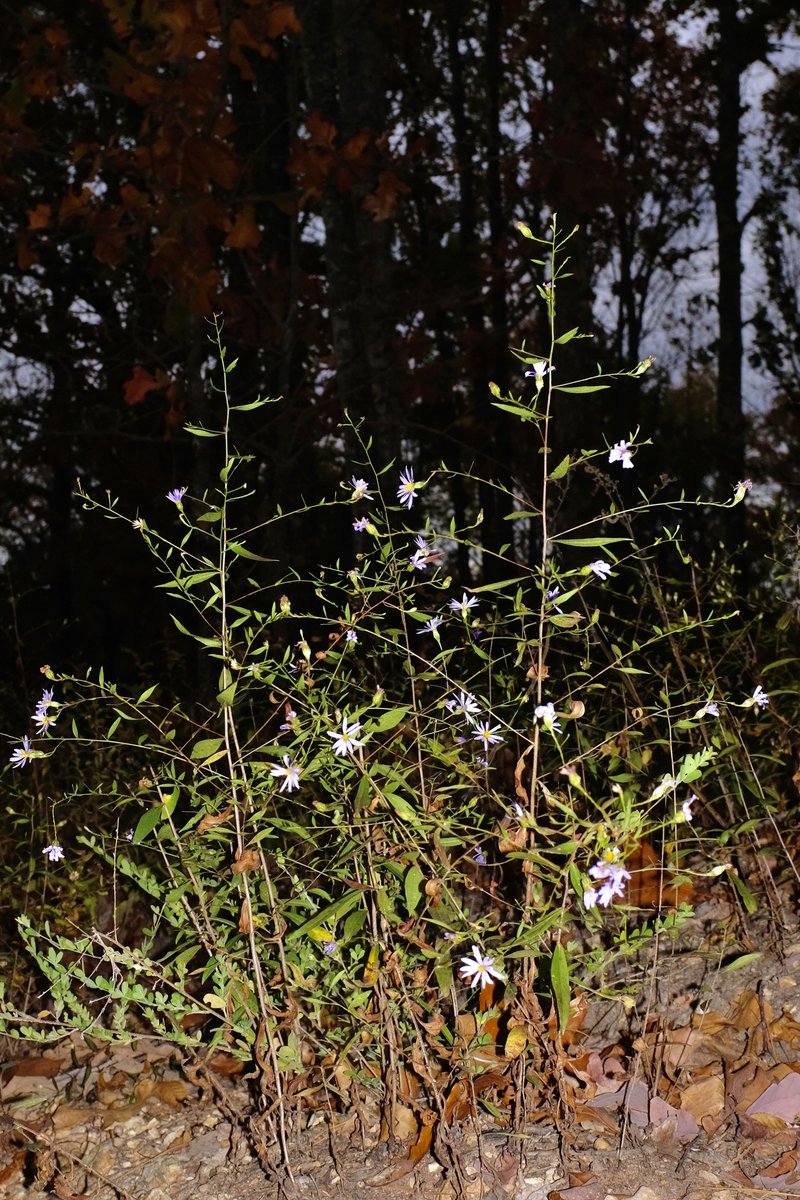 Smooth Violet Prairie Aster photo 5