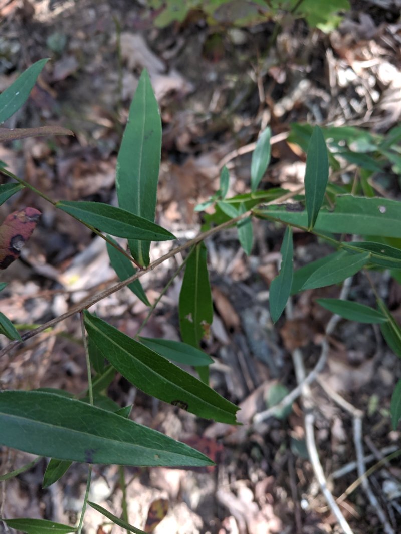 Smooth Violet Prairie Aster photo 6