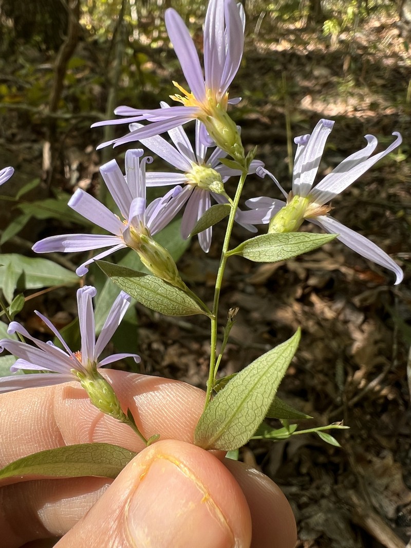 Smooth Violet Prairie Aster photo 3