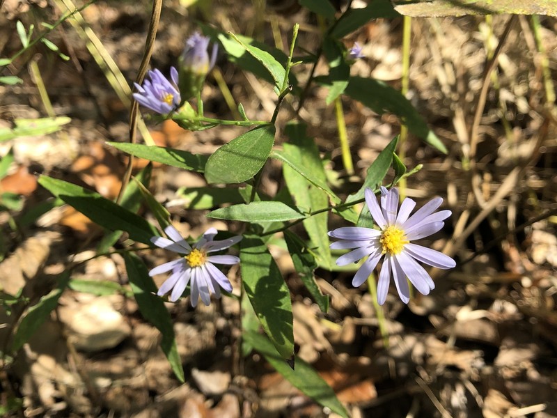 Smooth Violet Prairie Aster