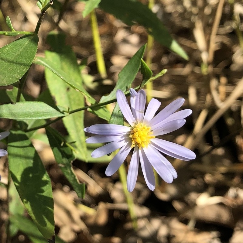 Smooth Violet Prairie Aster photo 4