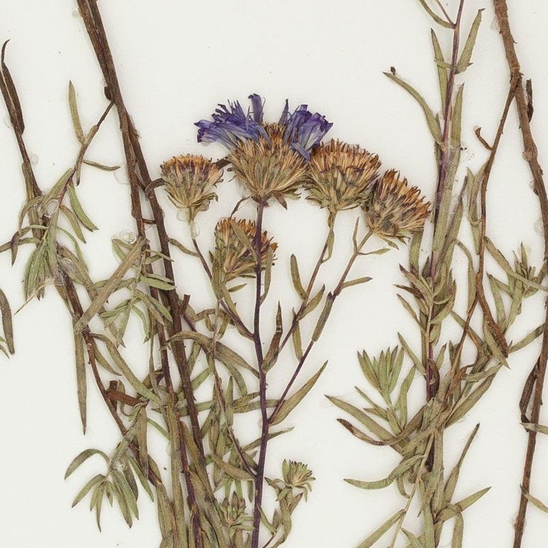 Symphyotrichum turneri