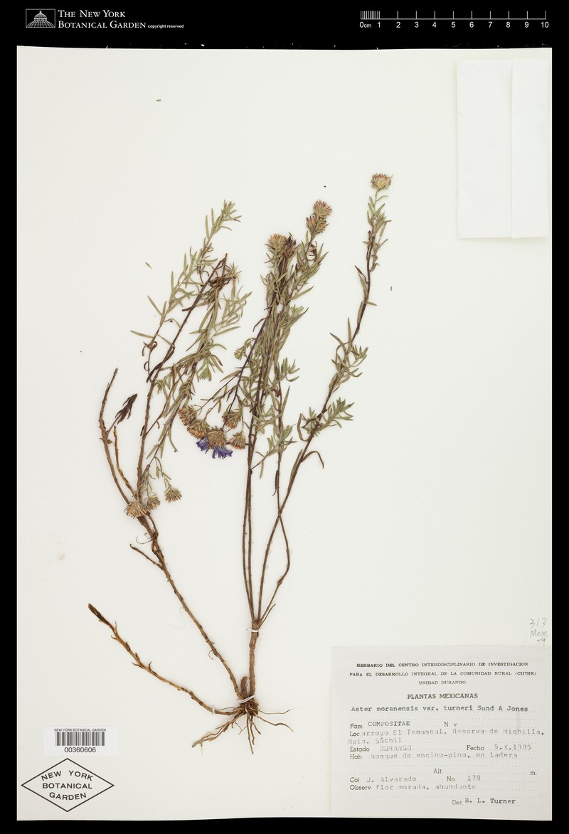 Symphyotrichum turneri photo 2