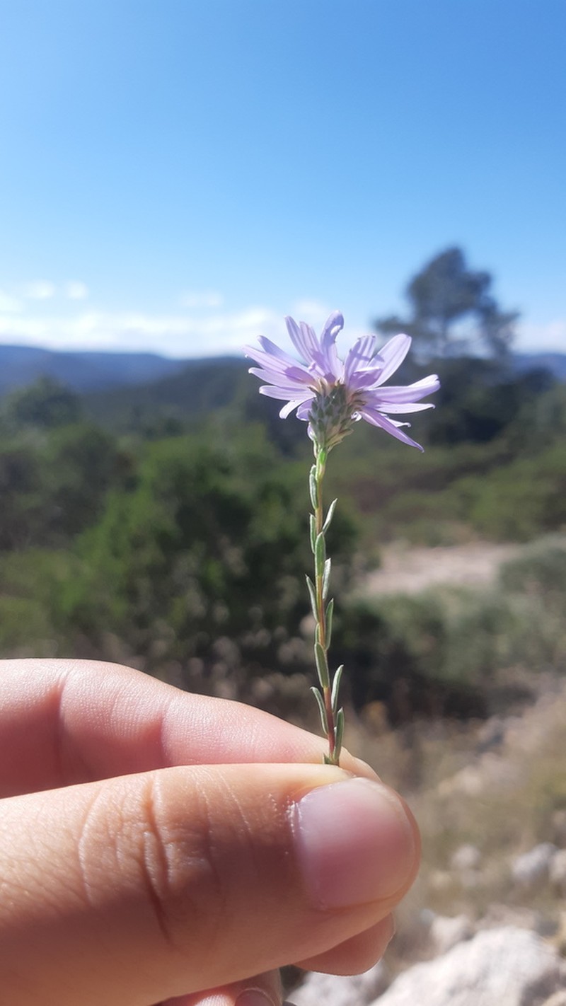 Symphyotrichum turneri photo 3
