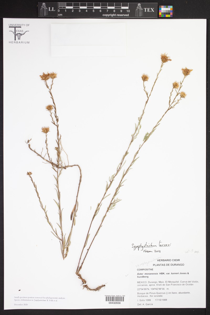 Symphyotrichum turneri photo 5