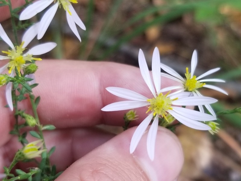 Wavyleaf Aster photo 3