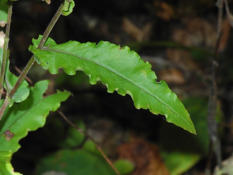 Wavyleaf Aster photo 4