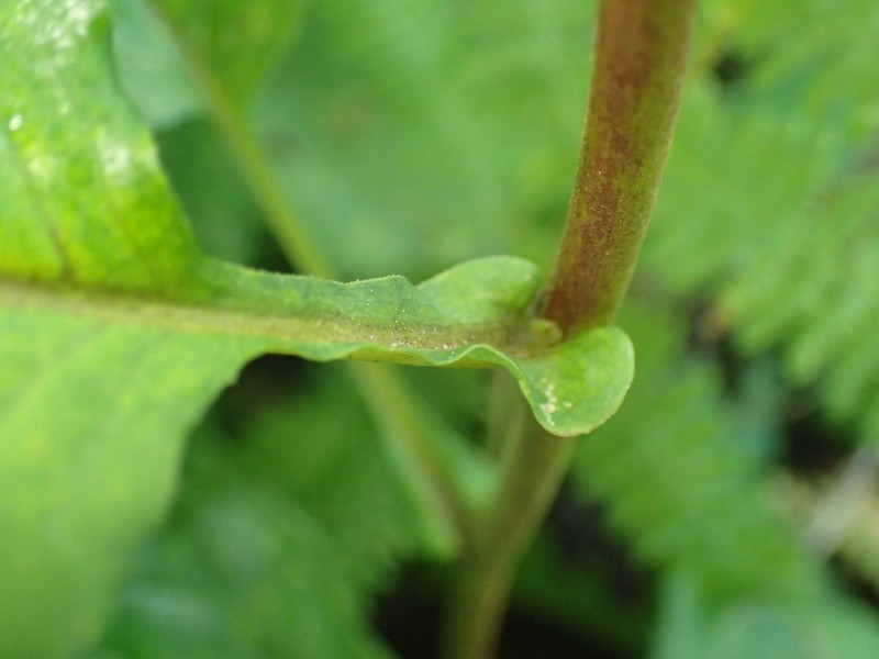 Wavyleaf Aster photo 5