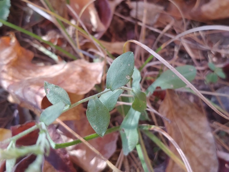 Wavyleaf Aster photo 6