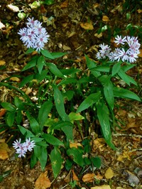 Wavyleaf Aster