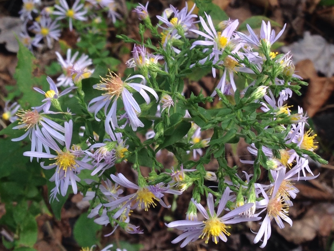 Wavyleaf Aster photo 7