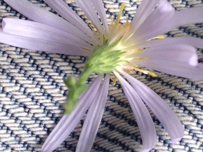 Wavyleaf Aster photo 8