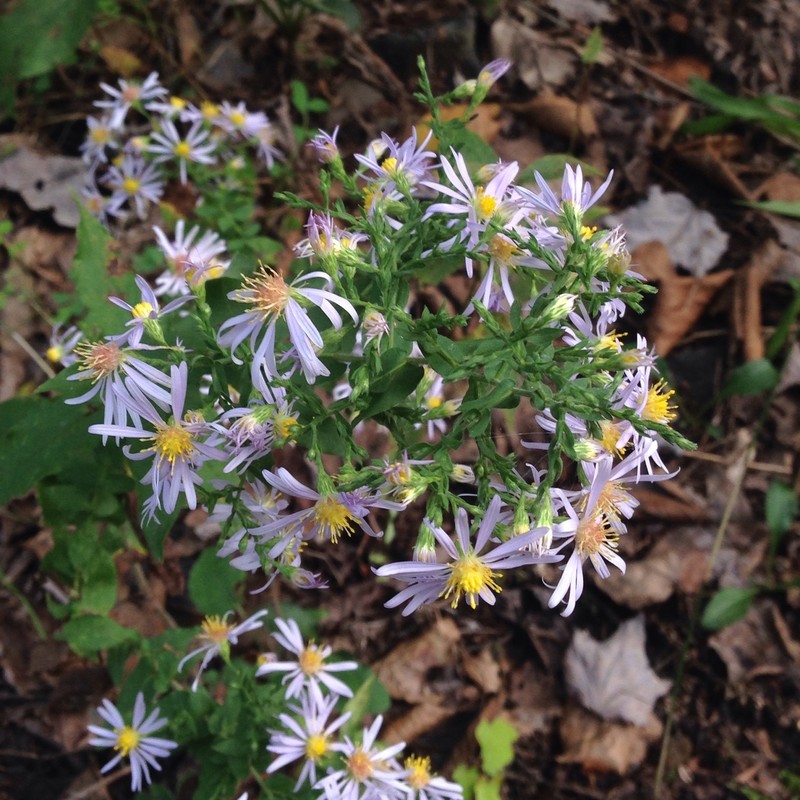 Wavyleaf Aster photo 2