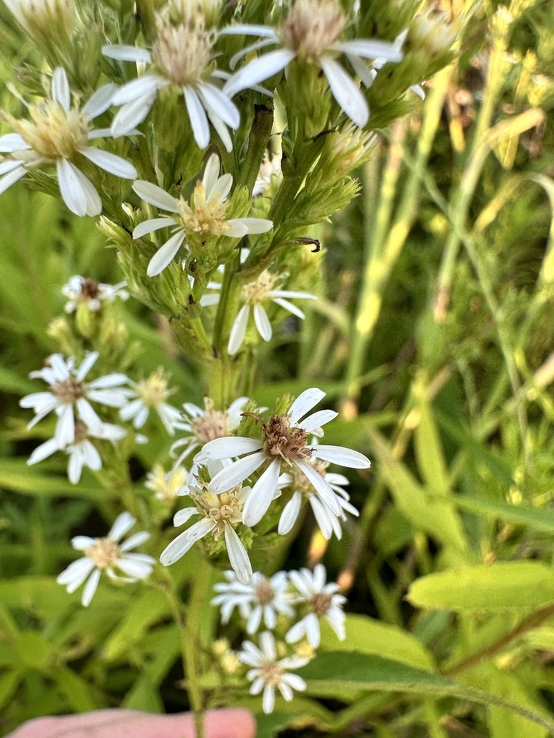 White Arrowleaf Aster photo 4