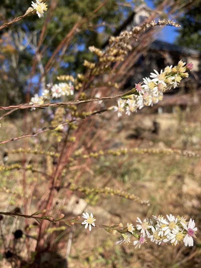 White Arrowleaf Aster photo 5