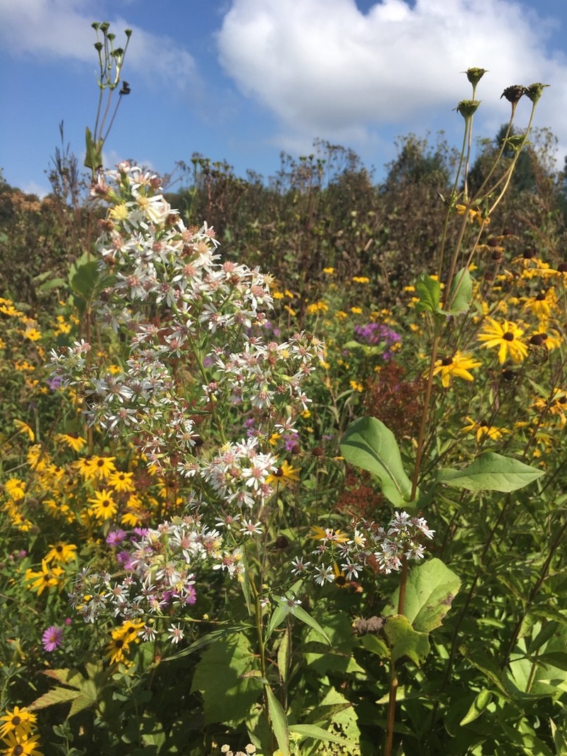 White Arrowleaf Aster photo 6