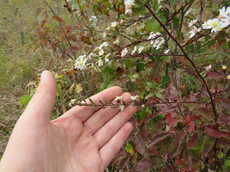 White Arrowleaf Aster photo 7