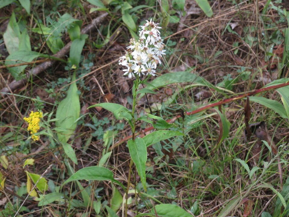 White Arrowleaf Aster photo 2