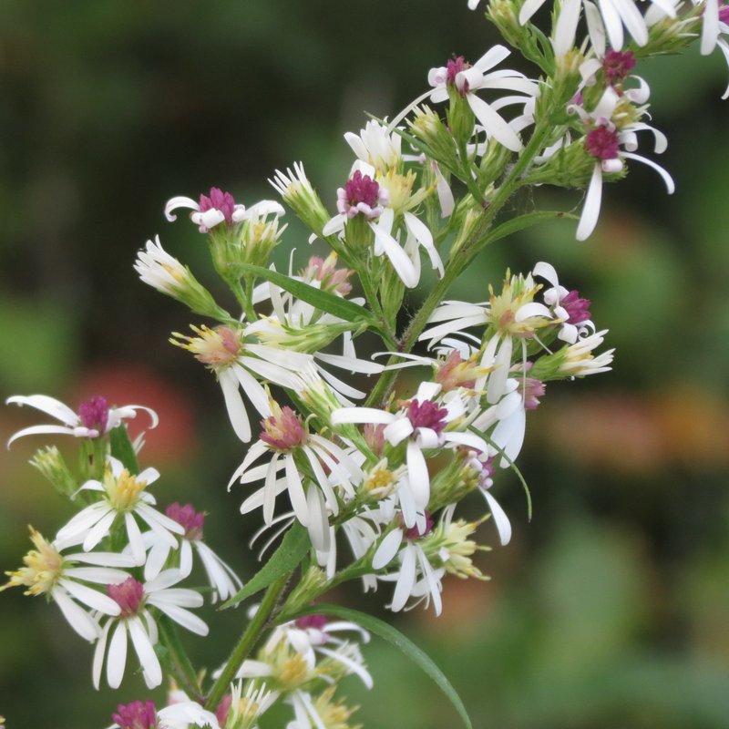White Arrowleaf Aster