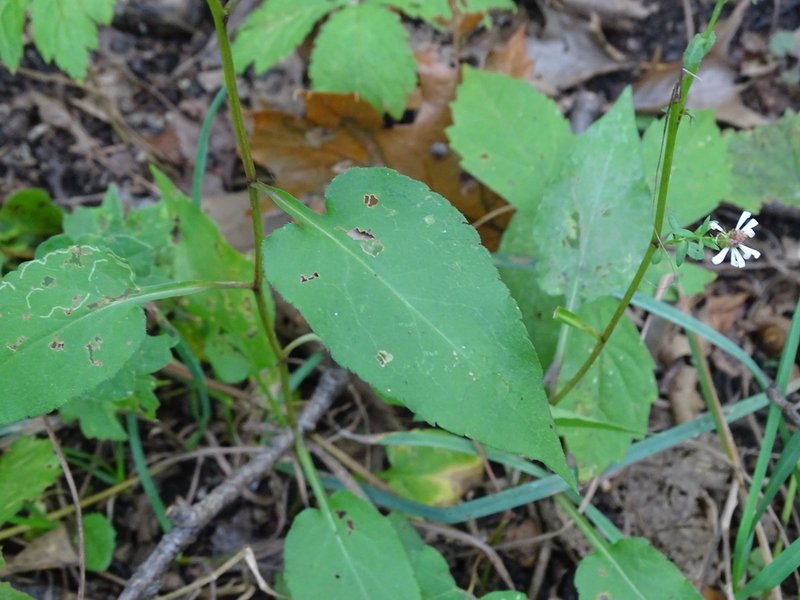 White Arrowleaf Aster photo 4