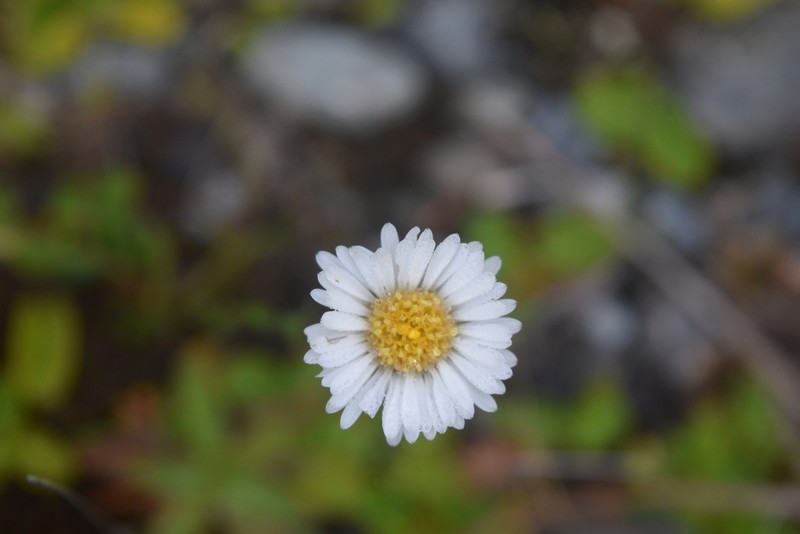 Symphyotrichum vahlii photo 5
