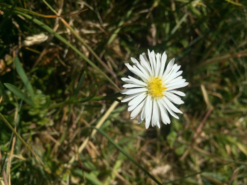 Symphyotrichum vahlii photo 7