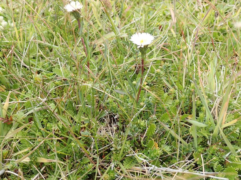 Symphyotrichum vahlii photo 3