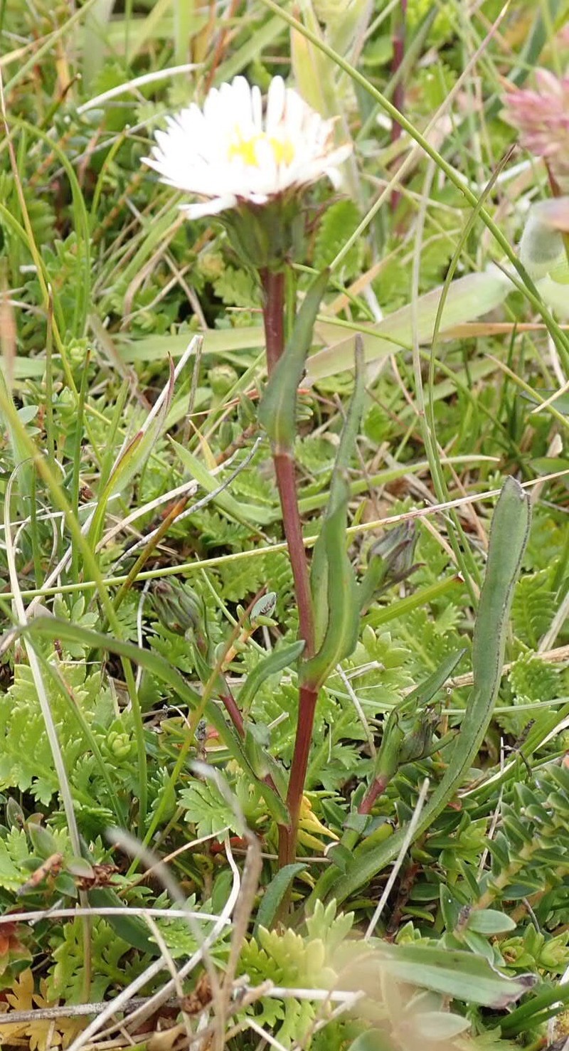 Symphyotrichum vahlii var. tenuifolium