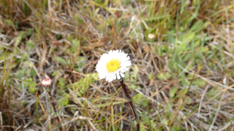 Symphyotrichum vahlii var. tenuifolium photo 2