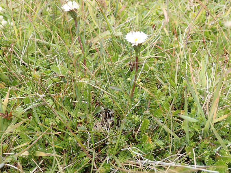 Symphyotrichum vahlii var. tenuifolium photo 3
