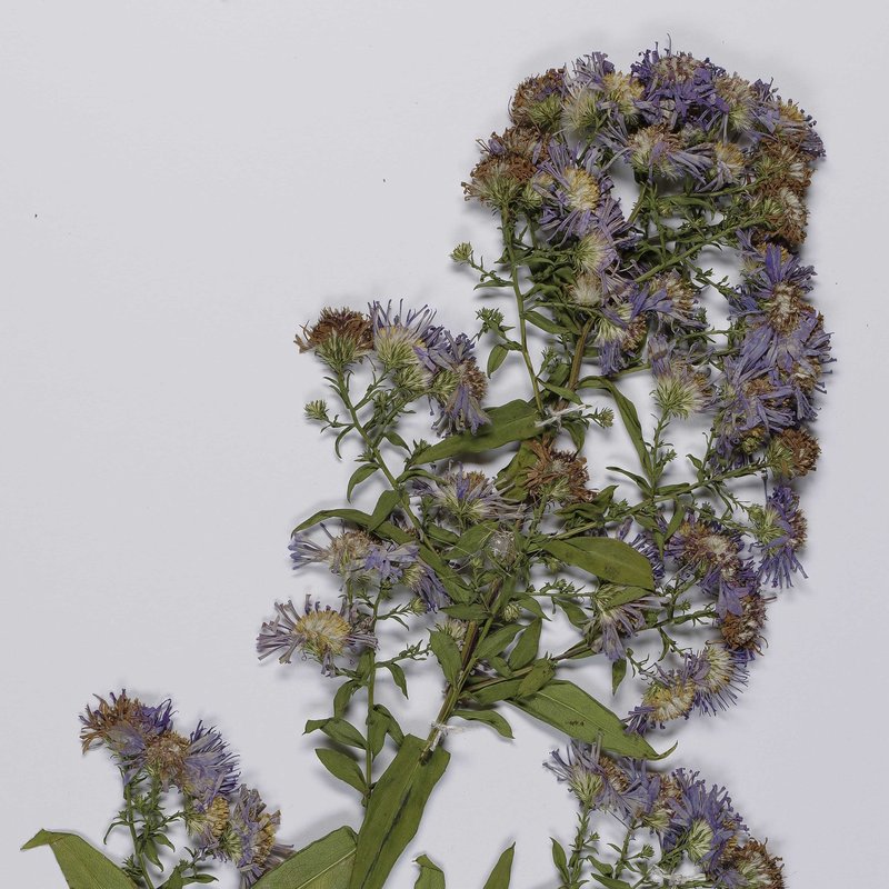 Symphyotrichum versicolor