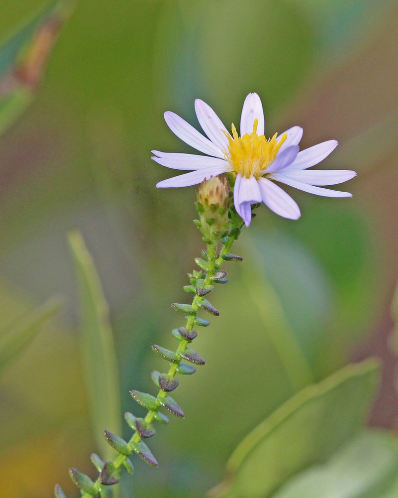 Walter's Aster photo 4