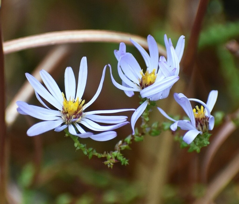 Walter's Aster photo 5