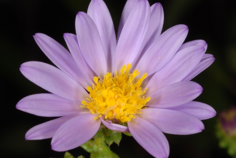 Walter's Aster photo 6