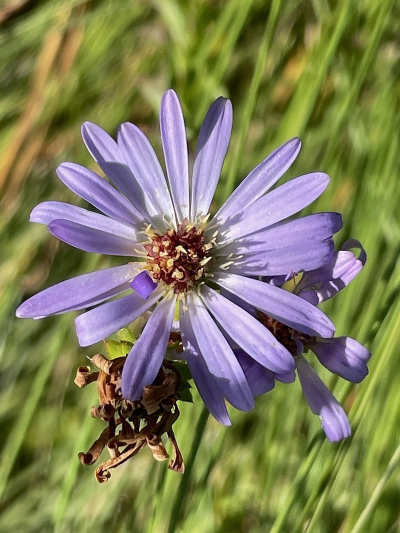 Walter's Aster photo 7