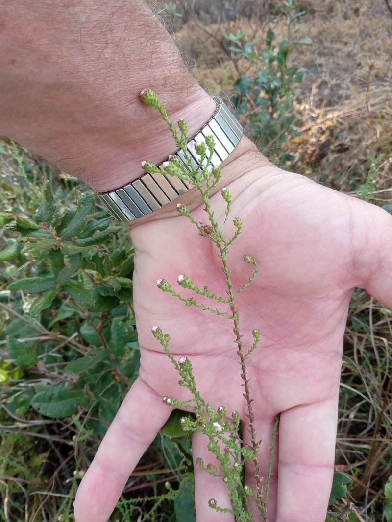 Walter's Aster photo 8