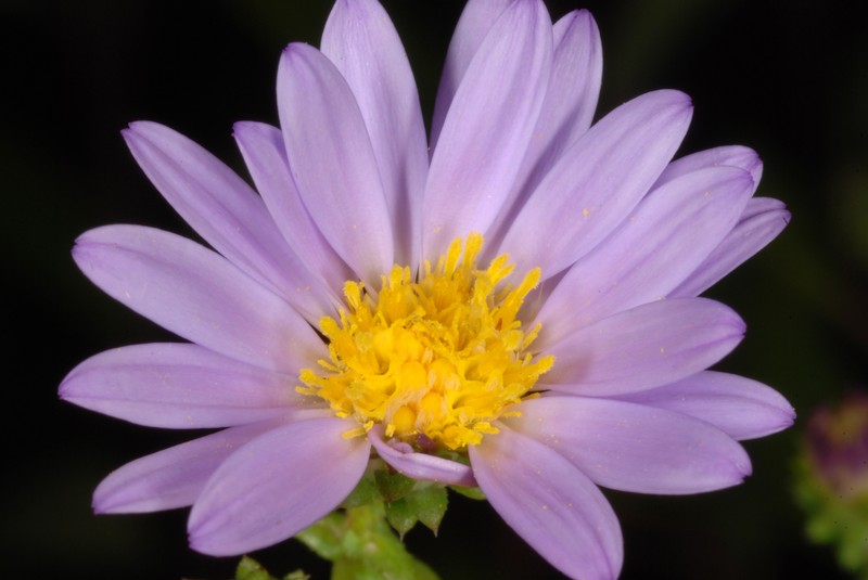 Walter's Aster photo 3