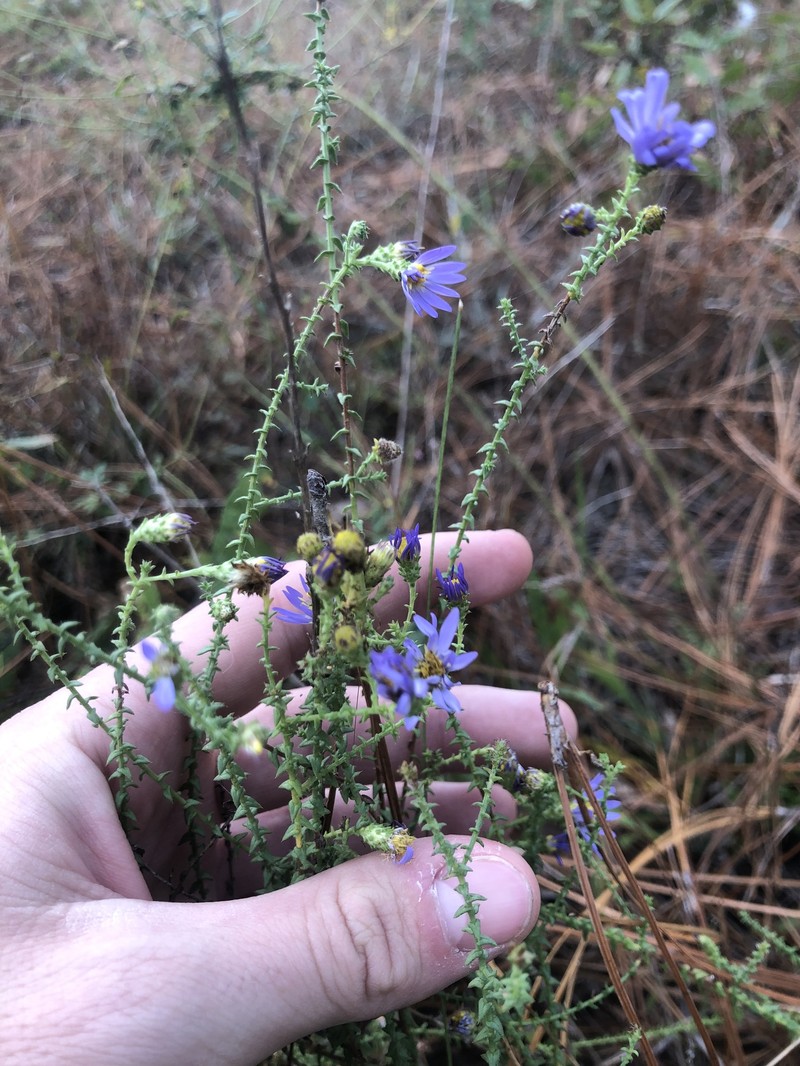 Walter's Aster photo 4