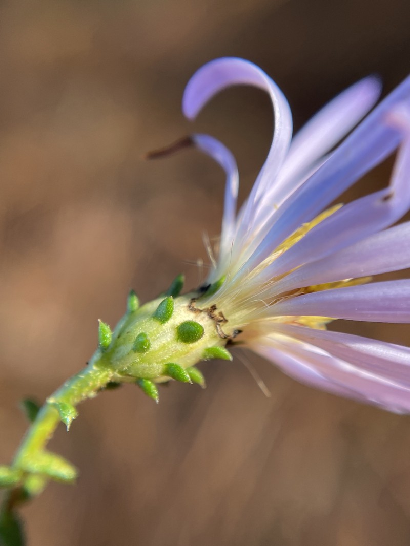 Walter's Aster photo 2