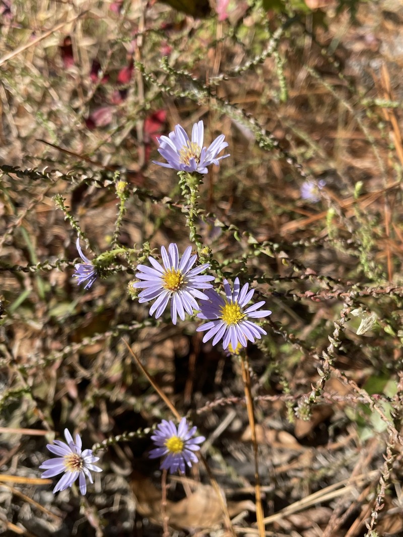 Walter's Aster photo 5