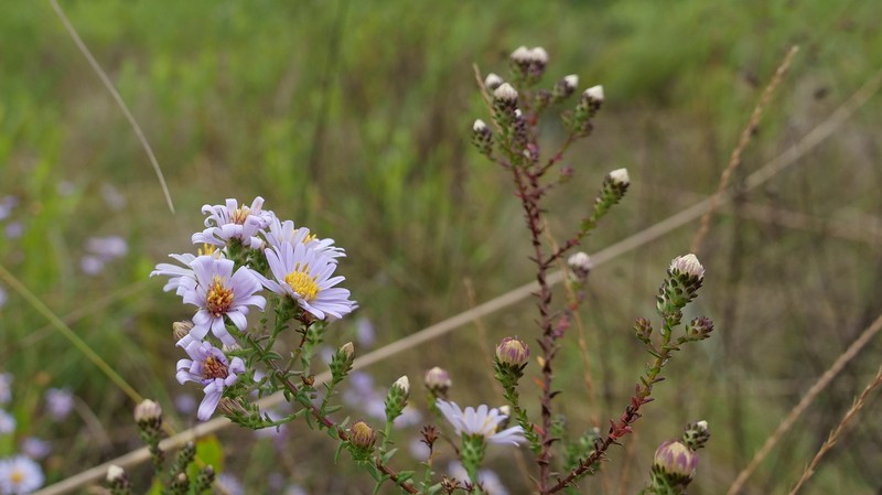 Walter's Aster