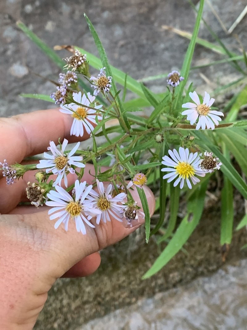 Welsh's Aster photo 3